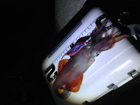 連夜エギング釣行