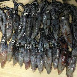 まだケンサキイカ居てます