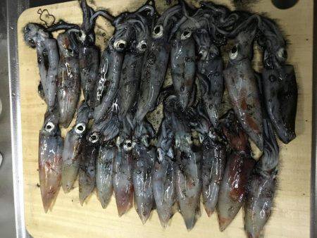 まだケンサキイカ居てます