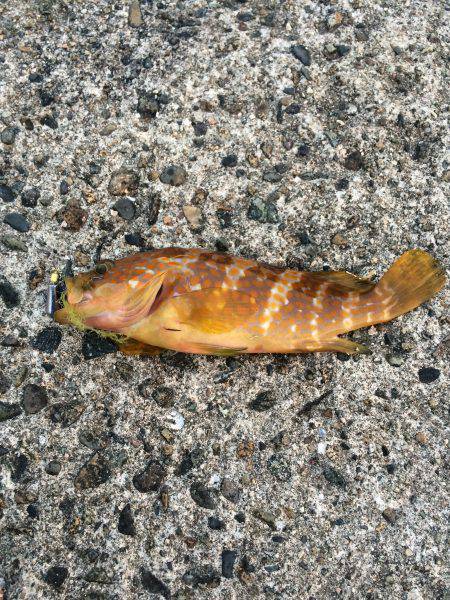 仕事前のロックフィッシュ釣行