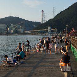 豆アジ、小アジ