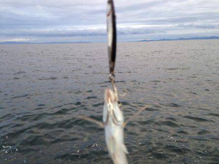 ライトショアジギング