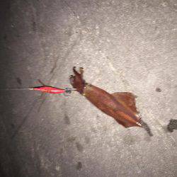 大型ケンサキゲット！