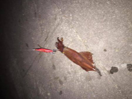 大型ケンサキゲット！