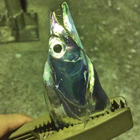 タチウオ&豆アジ！