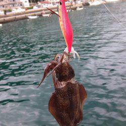 エギング最高( ´ ▽ ` )ﾉ