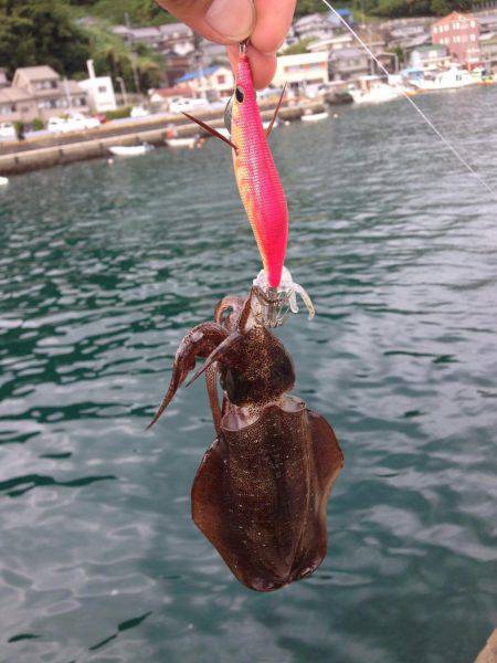 エギング最高( ´ ▽ ` )ﾉ