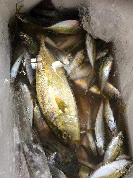 アジ、カンパチ？