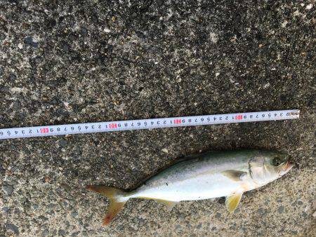 台風後のショアジギング