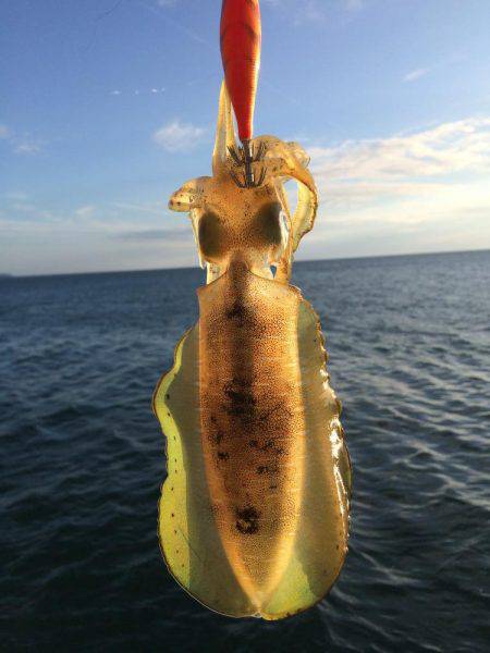 ウネリの中エギング