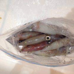 ケンサキイカ エギング