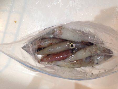 ケンサキイカ エギング