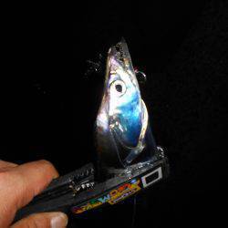 太刀魚ハント*\\(^o^)/*