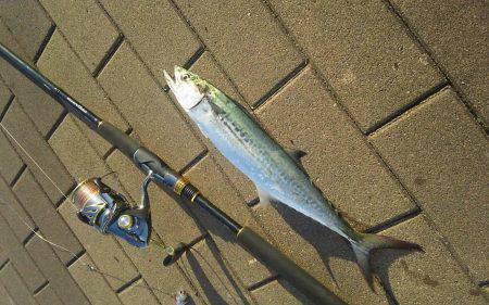 サゴシ回ってきた。