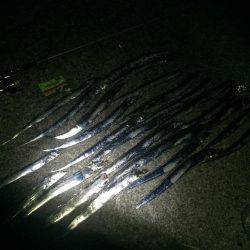 泉大津でタチウオ大爆釣！