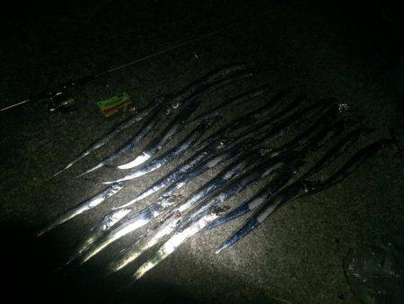 泉大津でタチウオ大爆釣！