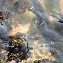 カマスしかいない