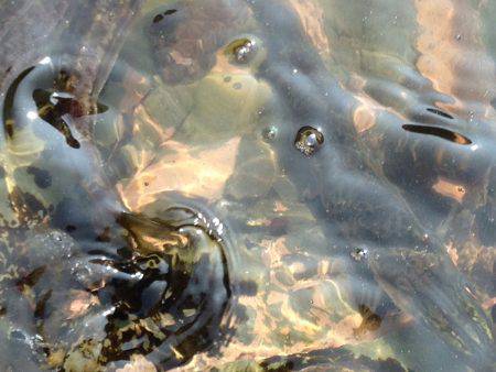 カマスしかいない