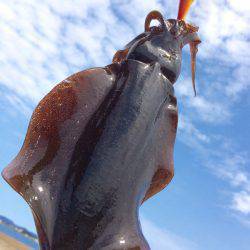 夏の新子エギング