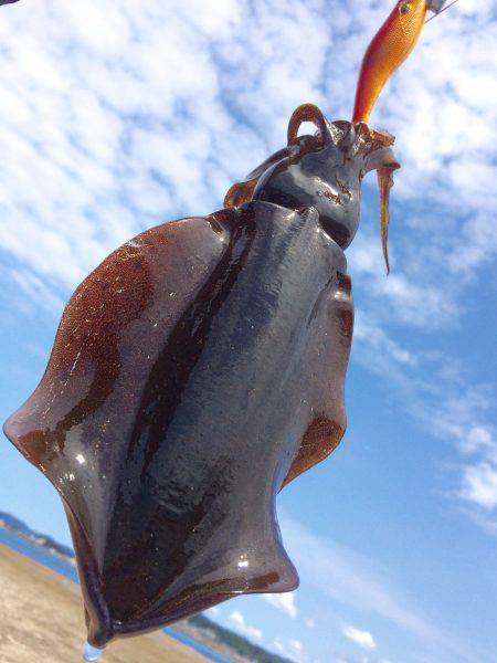 夏の新子エギング