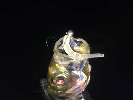 好調アジングゲーム♪