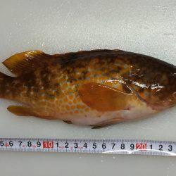 竹野磯にてアコウ