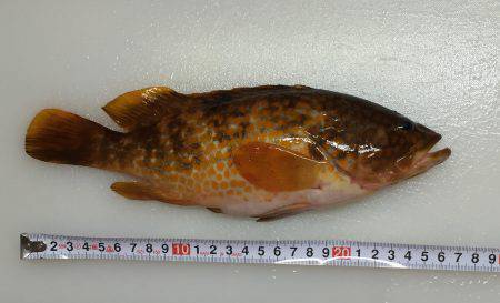 竹野磯にてアコウ