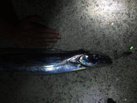 ショアジギング