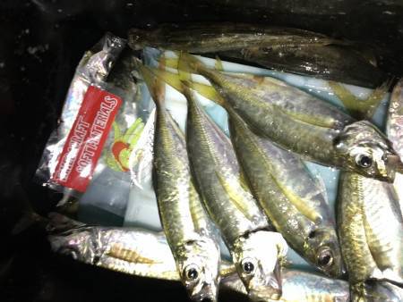 鯵を鯵の餌で釣るの巻