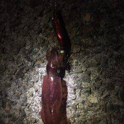 アジュール舞子へ