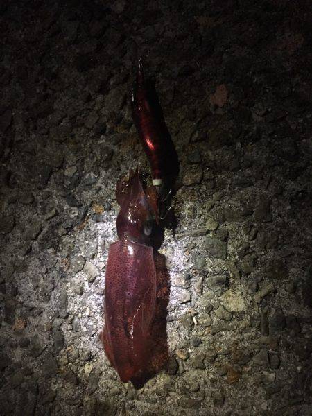 アジュール舞子へ