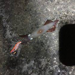 ケンサキエギング