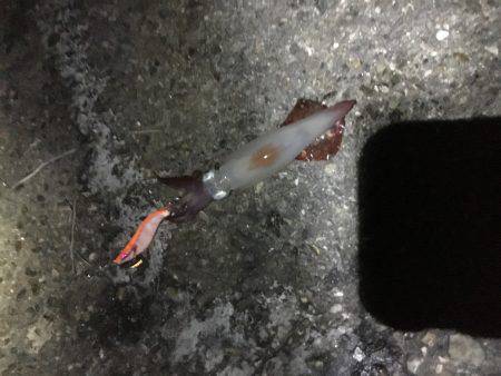 ケンサキエギング