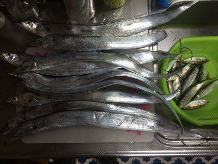 太刀魚ジャンプ炸裂