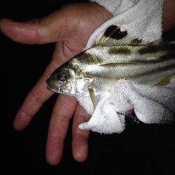 キビレのちコトヒキ！