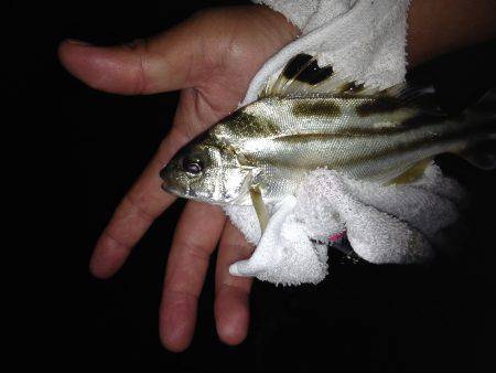 キビレのちコトヒキ！