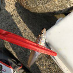 てんぷら具材確保へ