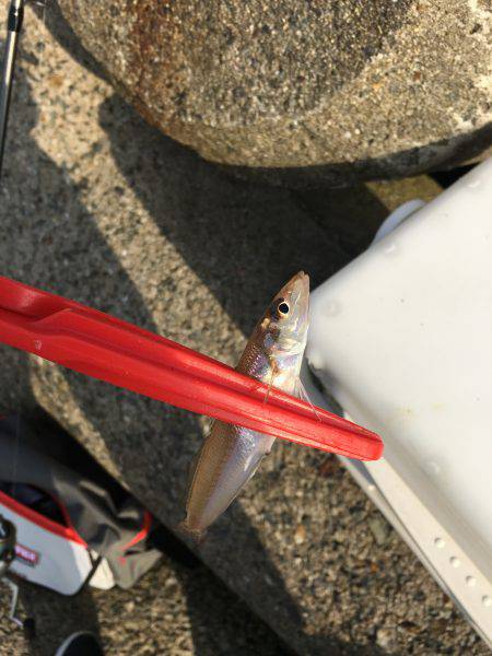 てんぷら具材確保へ