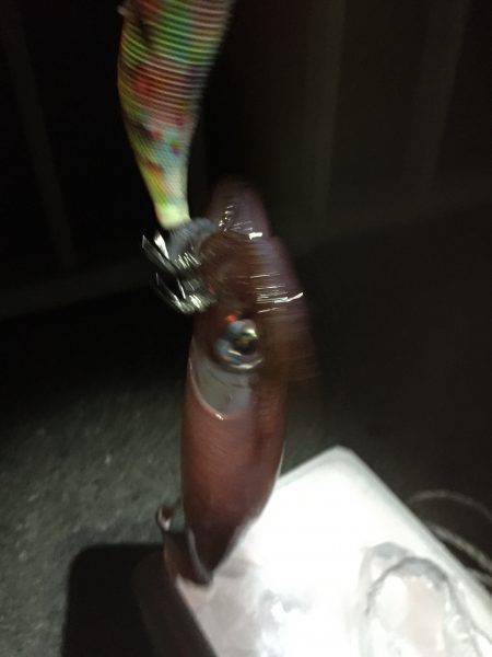 サイズ上がりませんが…