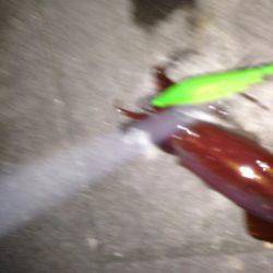 渋ケンサキイカ