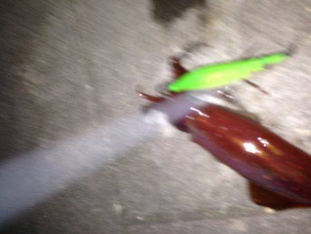 渋ケンサキイカ