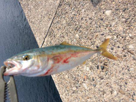 久しぶりの釣り