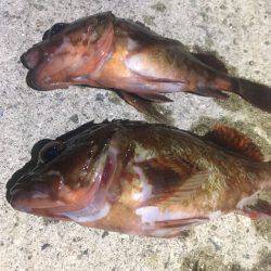 短時間アジング