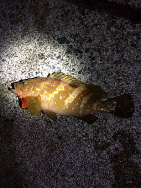 海水浴ついでの釣行in神子