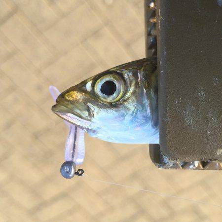 デイ豆アジング！