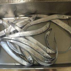 太刀魚ワインド