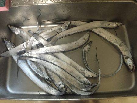 太刀魚ワインド