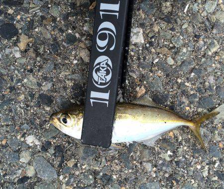 短時間アジング。