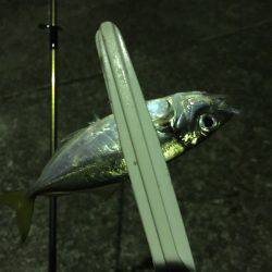 ライト開始です!