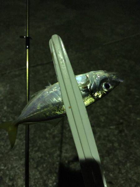 ライト開始です！